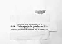 Tubercularia confluens image